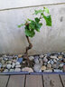 格秀洁葡萄苗树苗盆栽 庭院爬藤果树苗盆栽地栽当年结果南方北方种植 巨峰 5年苗【结果多多】 实拍图
