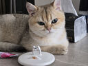 华元宠具（hoopet）猫咪牵引绳防挣脱外出专用遛猫绳子溜猫链子宠物胸背带可调节背心 雾霾蓝-工字防挣脱 中号-建议体重5-7斤内 实拍图