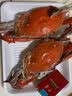 辰鲜派【冰鲜】辰鲜派舟山海捕梭子蟹4-6两/只4斤冰鲜 26年新蟹 源头直发 实拍图