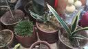 裕轩堂多肉花盆手绘陶瓷简约创意肉肉花盆带托盘花卉盆栽老桩紫砂花盆 紫砂0287 小 实拍图