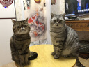 麦富迪肉粒包 猫罐头零食猫粮妙鲜猫湿粮 猫咪恋肉粒包 海洋鱼味12包 实拍图