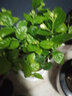 幼薇茉莉花盆栽花苗四季常青植物室内花卉开花不断绿植盆栽 茉莉花老桩+大白圆柱瓷盆+底托 带盆栽好 实拍图