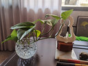 弗莱文茨创意绿萝水培植物透明玻璃花瓶家用客厅装饰品水养插花器皿摆件 菱形 大号 实拍图