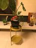 好铁匠 北欧客厅花架ins花架子简约绿萝落地式轻奢多层室内花盆架多肉架 1185金色小号直径25*高50 实拍图