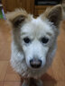 农夫山犬加厚宠物狗狗尿片隔尿垫尿布尿不湿防漏除臭厕所小兔子猫咪训导子 XL码60*90cm（20片装）加厚1.4kg 实拍图