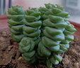 牡丹钱串多肉植物招财进宝新手好养肉肉稀有品种盆栽花卉 1盆钱多多8-10头 塑料原盆栽好 晒单实拍图