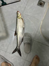 猛攻突击鲢鱼竿手杆轻硬轻量大物竿钓鱼竿台钓竿湖库鲢鳙竿7.2米 实拍图