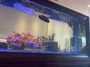 欧宝客厅鱼缸水族箱 大型金龙鱼缸玻璃家用新中式隔断屏风落地金鱼缸 底过滤（加宽） 2米长 晒单实拍图