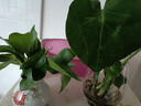 御春阁 室内客厅办公室大型盆栽绿植花卉盆景 龟背竹 室内绿色盆栽花卉 实拍图