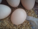 我老家新鲜谷物鸡蛋  正宗农家柴鸡蛋 生鲜单枚40±5g 3枚 120g 实拍图
