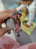 思乐（Schleich S）仿真动物模型 老虎狮子狼豹白虎猞猁男女孩儿童玩具生日礼物3+ 母狮子14825 实拍图