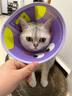KimPets宠物伊丽莎白圈猫咪防舔头套狗狗防抓挠防咬项圈脖圈绝育驱虫用品 【轻盈无拘束】大眼萌萌 M(颈围24-31cm 适合6-13斤宠物) 实拍图