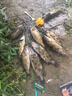达亿瓦（DAIWA）20/21/22款水滴轮SV阿尔法ALPHAS AIR银溪微物轮月下美人路亚渔轮 月下美人AIR-8.5速比 右手型 实拍图