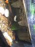 云峰海瑞 小型热带鱼观赏鱼活体红绿灯鱼淡水水族鱼宠物虎(四间鱼)皮鱼 莺歌燕舞仙女合辑 共4条 实拍图