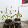 周大闯紫藤（两棵装）盆栽爬藤花园开花植物凌霄驱蚊苗木庭院阳台爬山虎 蓝月藤3岁苗一般1厘米粗 实拍图