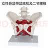 蓝蝶可活动骨盆模型骶骨髋骨女性盆骨动态教学仿真1比1可弯曲人体骨骼解剖盆底肌肉脊柱骶髂教学骨架 可活动-盆底肌附二节腰椎 实拍图