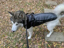 PEITE PET狗狗衣服冬天加厚保暖棉衣中大型犬金毛杜宾边牧柯基狗衣服可牵引 陨石灰【加绒加厚】 2XL （适合23-30斤） 实拍图