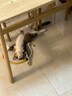 蒂乐森猫别墅实家用猫柜子大猫笼防水猫窝室内双层猫笼子猫舍猫屋木房子 【JG1防水款】60*60*120CM 送货入户自行安装 实拍图