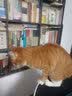 猫苑 猫乘（宣纸线装 一函2册 清赏丛书） 实拍图