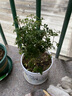 清香胡椒木绿植5年大苗四季长青会发出清香的植物清香木防蚊虫驱蚊草花卉室内客厅办公室桌面绿植不含盆 二年苗 实拍图