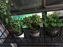 凝鹿铁艺创意阳台挂式悬挂护栏花架植物装饰室内多肉栏杆花盆架子欧式 120*30*12cm（备注栏杆直径） 实拍图