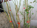 花友藤本月季花苗月季花树苗盆栽特大花苗庭院爬藤植物阳台蔷薇爬墙 罗伊【爬藤】大苗 1-1.3米高度多分叉 实拍图
