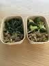 番薯苗300g 实拍图