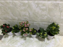 家中有果长寿花重瓣花卉盆栽四季观花植物 四季开花盆栽带花苞发货 玫粉色带花苞 含盆带盆栽好 实拍图