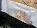 贝冠奇金鱼活体观赏鱼冷水鱼锦鲤小金鱼宠物活鱼包邮草金鱼小型鱼苗 草金鱼6条（3-4cm） 实拍图