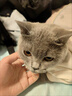 猫容德文卷毛猫衣服无毛宠物背心空调服高弹薄款猫猫咪春夏天睡衣服 活力橙 XS(1-2斤) 实拍图