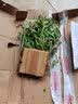 腾云枫 正宗原产地雁荡山铁皮石斛苗三年大苗铁皮石斛盆栽绿植可食用 铁皮石斛木植17株以上（种好发货） 实拍图