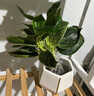 绿荫巷子大叶绿公主金钻植物办公室内客厅花卉吸甲醛好养易活绿植盆栽 【自吸盆】大叶金钻 易养 实拍图