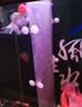 森森鱼缸隔离板透明挡板水族箱非亚克力隔板可随意裁剪不弯曲不变形 实拍图
