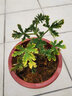 萌妹 驱蚊草盆栽柠檬味驱蚊植物驱蚊香草香叶天竺葵四季常青 驱蚊草苗1盆起 不含盆 实拍图