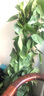 叹为观止大型独杆发财树庆典乔迁盆景绿植办公室盆栽客厅大型植物 小叶绿萝1.2-1.4米 含盆 实拍图