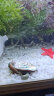憨憨乐园水族鱼缸底砂白石子1kg造景装饰族园艺绿植装饰植物铺面小石头 实拍图