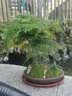 瀚林怡景（HANLINYIJING）文竹盆栽山水盆景植物室内客厅桌面办公室绿植花卉云竹四季常青 文竹-紫砂盆-凉亭 实拍图