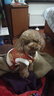 华元宠具（hoopet）小狗狗过年唐装喜庆衣服小型犬四脚泰迪比熊吉娃娃宠物秋冬季服装 双层加厚四脚唐装 M:参考体重4-7斤 实拍图