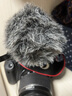 RODE 罗德麦克风 VideoMicro 单反微单相机手机指向性机顶麦克风微电影Vlgo收音话筒 官方标配【相机适用】 实拍图
