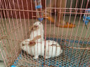 double yellow兔子活物 肉兔活体幼崽家兔纯种大型农家宠物兔兔苗 黄耳公主2只 实拍图