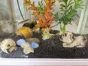 云峰海瑞鱼缸水草泥 水草缸造景水族箱鱼缸造景底砂陶粒砂水草用品 陶粒2L(颜色随机)无肥力  实拍图