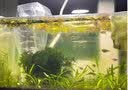大匠神彩（MAGIC WORLD）鱼缸装饰水草泥免水洗鱼缸草缸土草缸造景底砂套餐基肥陶粒不浑 水草泥1斤装 实拍图