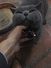 SKEINS（配铃铛）刻字防丢失吊牌黄铜铃铛猫咪项圈泰迪狗狗项圈铜铃铛脖圈宠物铃铛可调节铃铛颈圈 罗兰紫色项圈+银色猫牌（特殊尺备注配铃铛） 实拍图