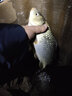 刀郎 夜光漂水无影超亮纳米芦苇电子漂高灵敏鱼漂醒目夜钓漂鲫鱼漂 XH05 2号一支 实拍图