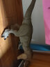 贝雷特2混血大反派恐龙暴虐迅猛关节可动龙模型玩具 霸王龙 晒单实拍图