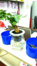锦枫锦枫（jinfeng）办公室水培绿植花卉盆栽玻璃花盆水培植物 发财树 含盆栽好 实拍图
