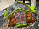 娃娃博士儿童玩具种植科学实验套装阳光房植物盆栽太阳能灯光幼儿园steam教具 送男女孩六一儿童节生日礼物 实拍图