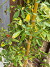 清韵伊人 木香花树苗爬藤四季开花红黄白特大苗耐寒盆栽地栽爬墙花卉蔷薇 四季红木香 母本苗180-200厘米高 不含盆 实拍图
