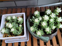多肉植物带盆绿植花卉盆栽贵货老桩群生玉树玉露仙人掌精品肉肉 奶油玉坠12cm栽好【15-20头】 实拍图