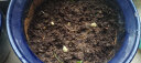 虹越（HONGYUE）2024进口春季百合种球3球装 盆栽地栽易养百合花卉裸球 LA百合 眼线（14/16） 实拍图
